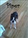 Piper is Pet of the Month for January 2011